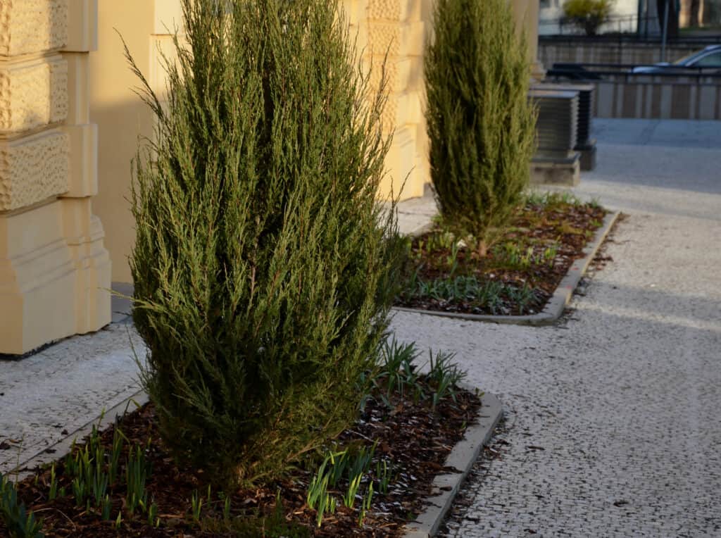 ginepro colonnare albero o arbusto di altezza superiore ma stretta