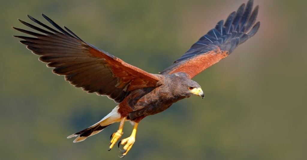 Gli uccelli più pericolosi