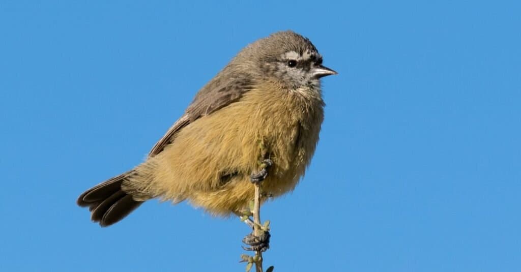 Uccelli più piccoli-Capo Pendolino Tit