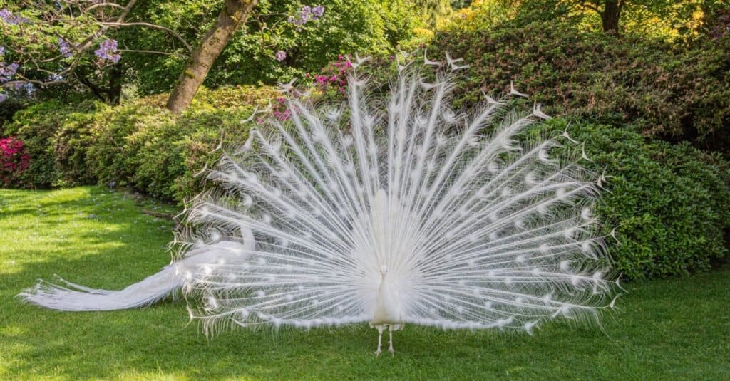 Il pavone bianco degli uccelli più costoso