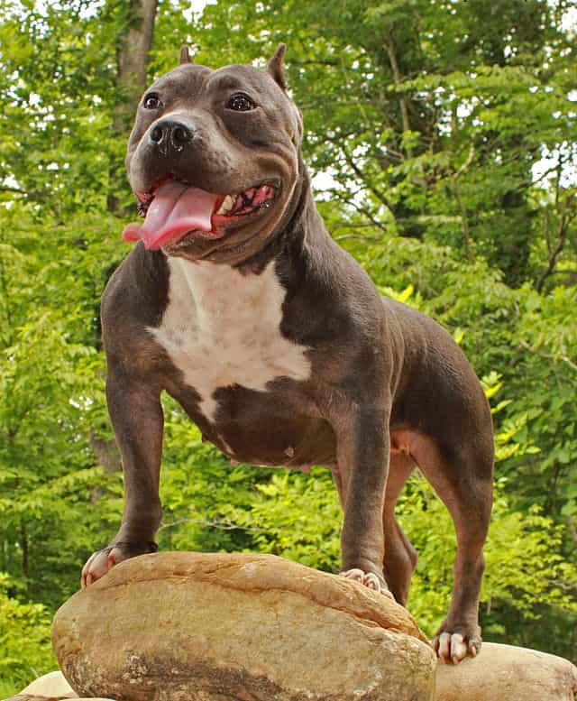 Tasca del bullo americano femminile che sta su una roccia