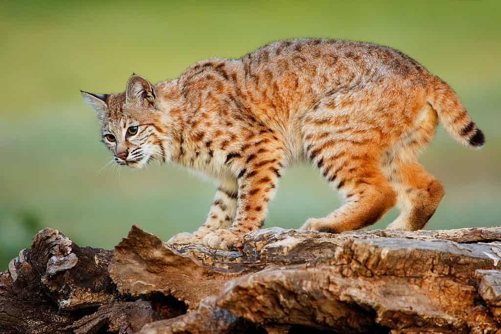 Bobcat sul registro