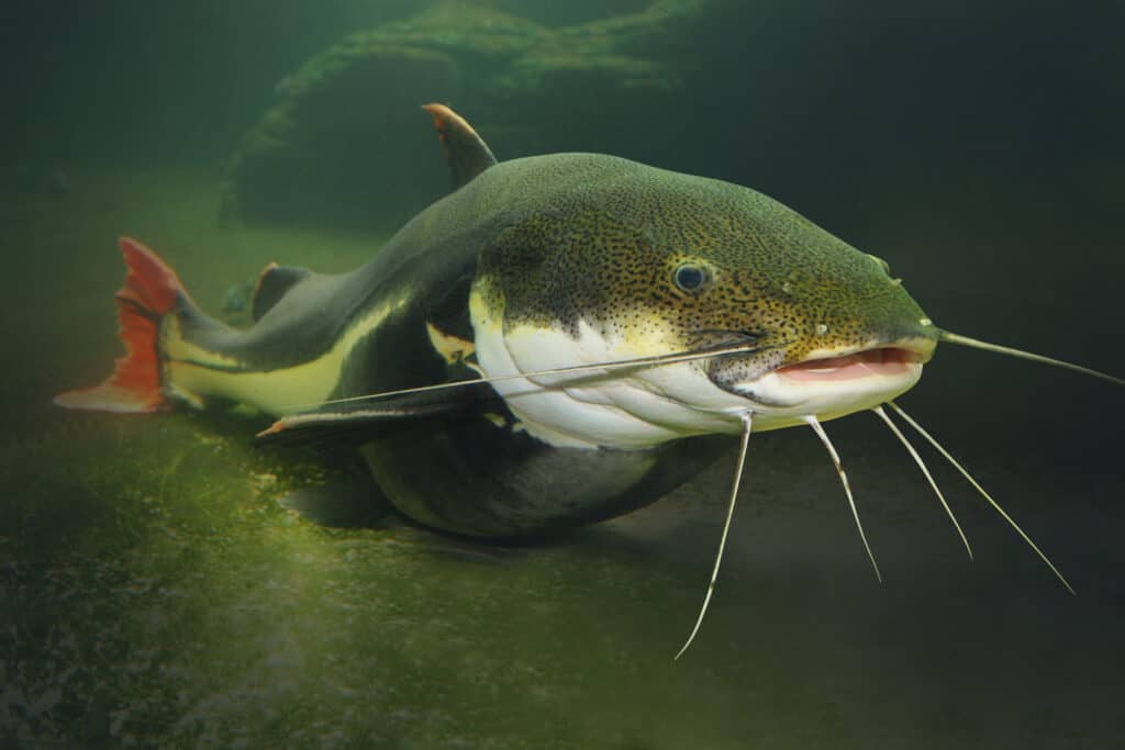 pesce gatto