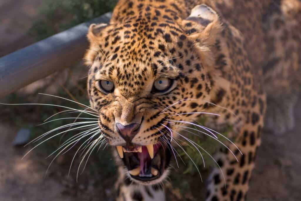 leopardo