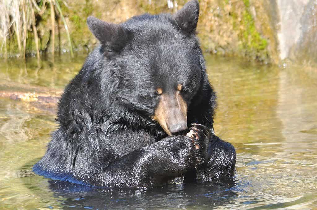 Orso nero in acqua portando le sue due zampe anteriori al viso