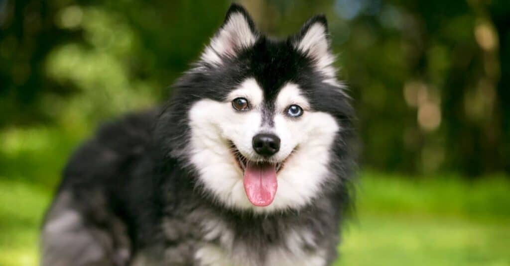 primo piano di un Alaskan Klee Kai