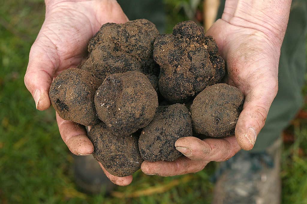 I tartufi sono forme grumose che ricordano le patate