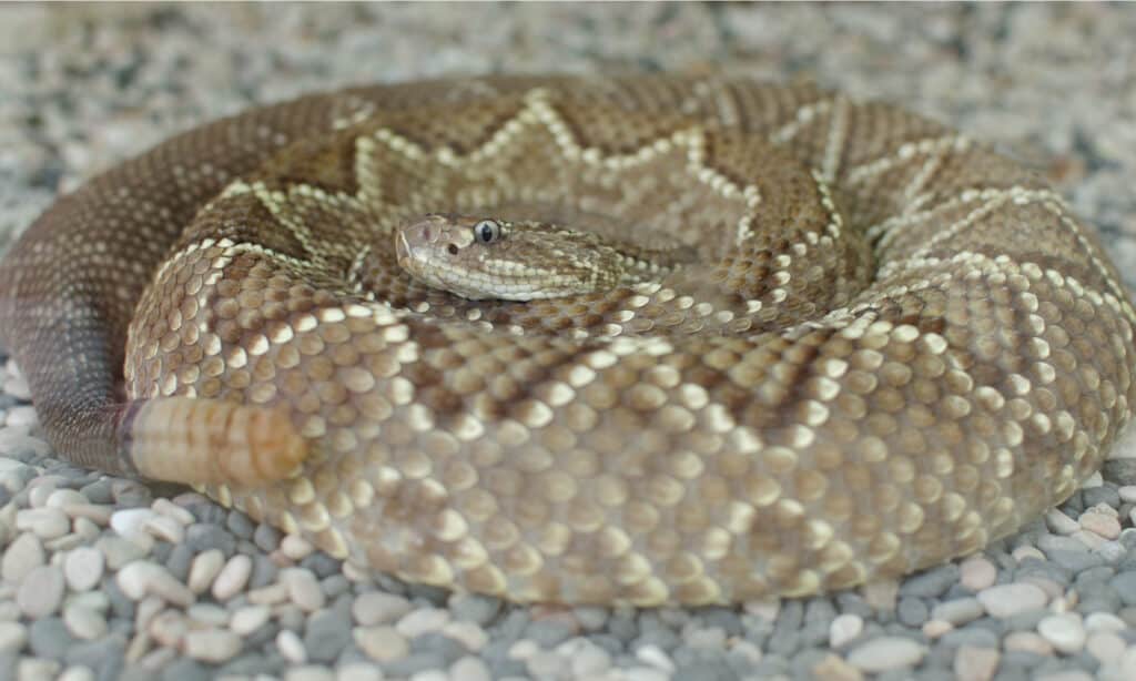 Serpente a sonagli medioamericano (Crotalus Simus)