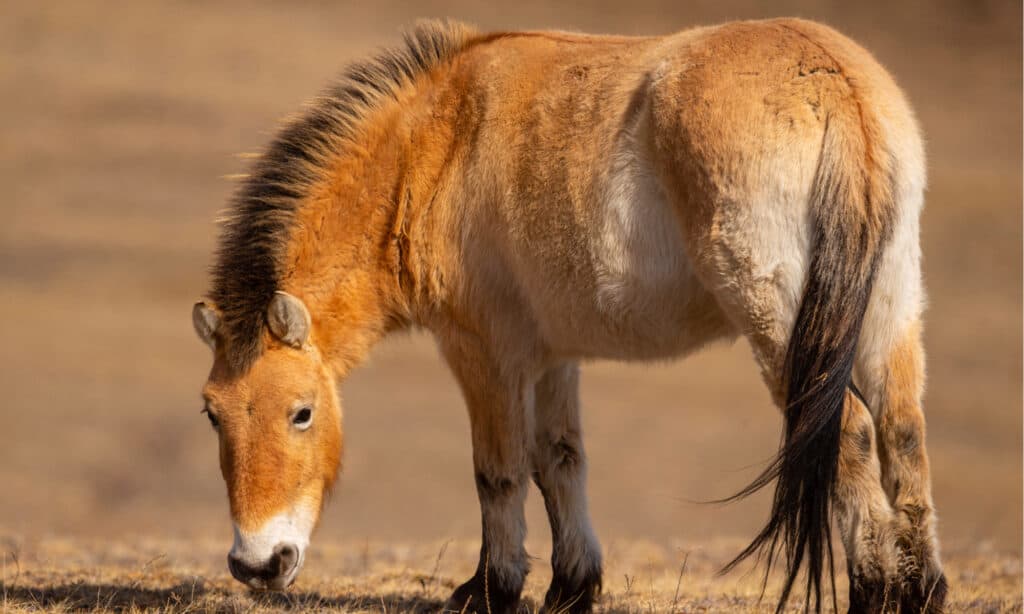 Ritratto del cavallo di Przewalski nella magica luce soffusa durante l'inverno in Mongolia. Ritratto del cavallo di Przewalski nella magica luce soffusa durante l'inverno in Mongolia.