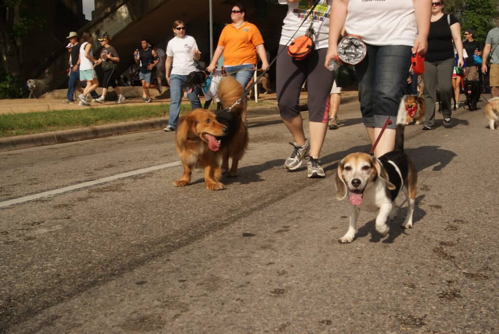 Possente passeggiata del cane del Texas