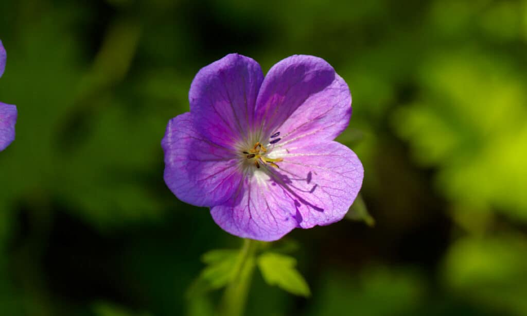 Campo agricolo, bellezza, fiore, botanica, primo piano