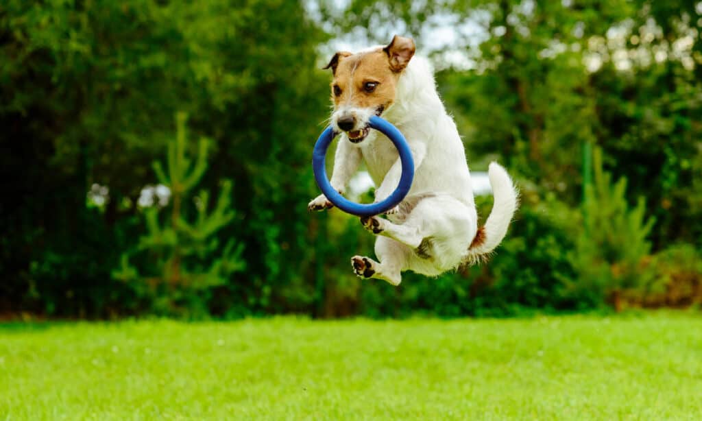 Cane, salto, gioco, giocoso, giocattolo