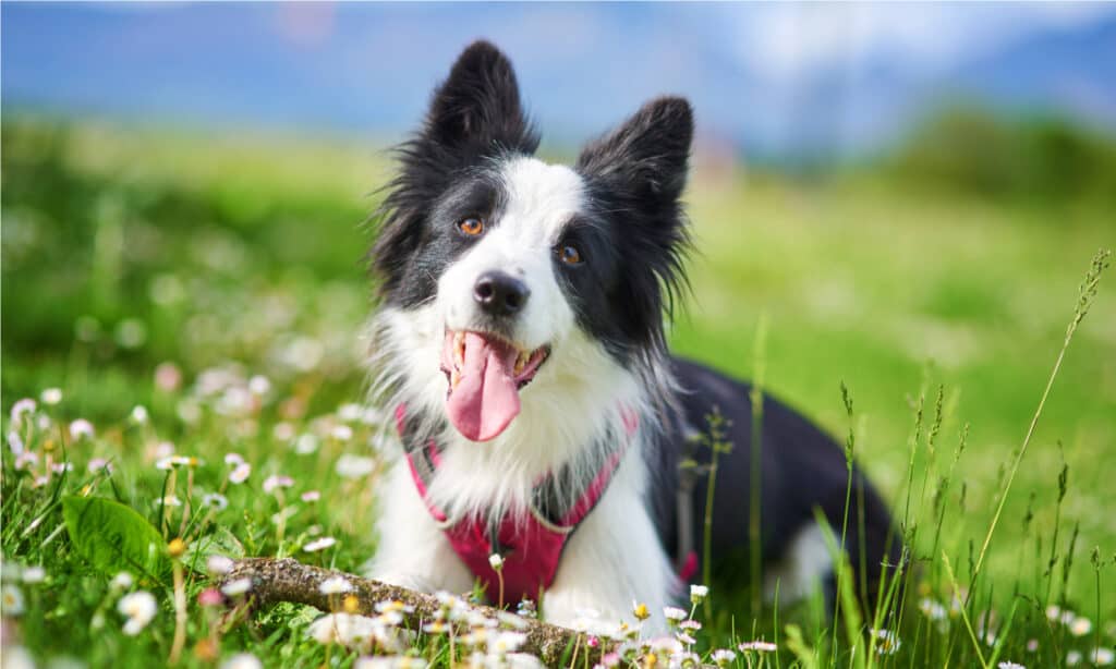 cibo per cani a basso contenuto di grassi