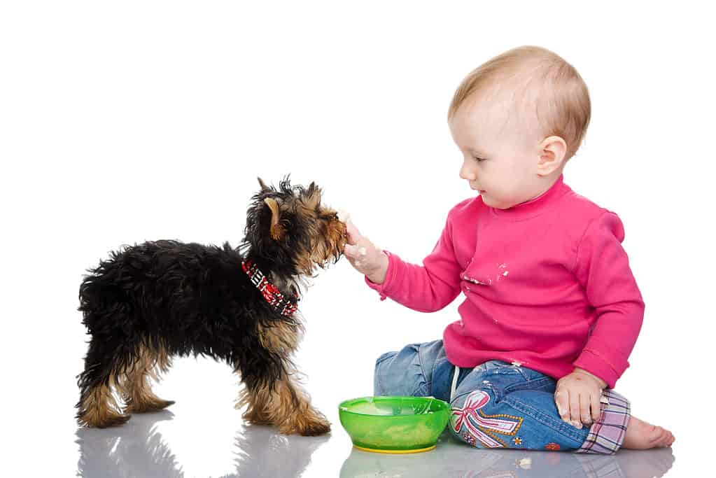 Cane che viene nutrito con cibo per bambini