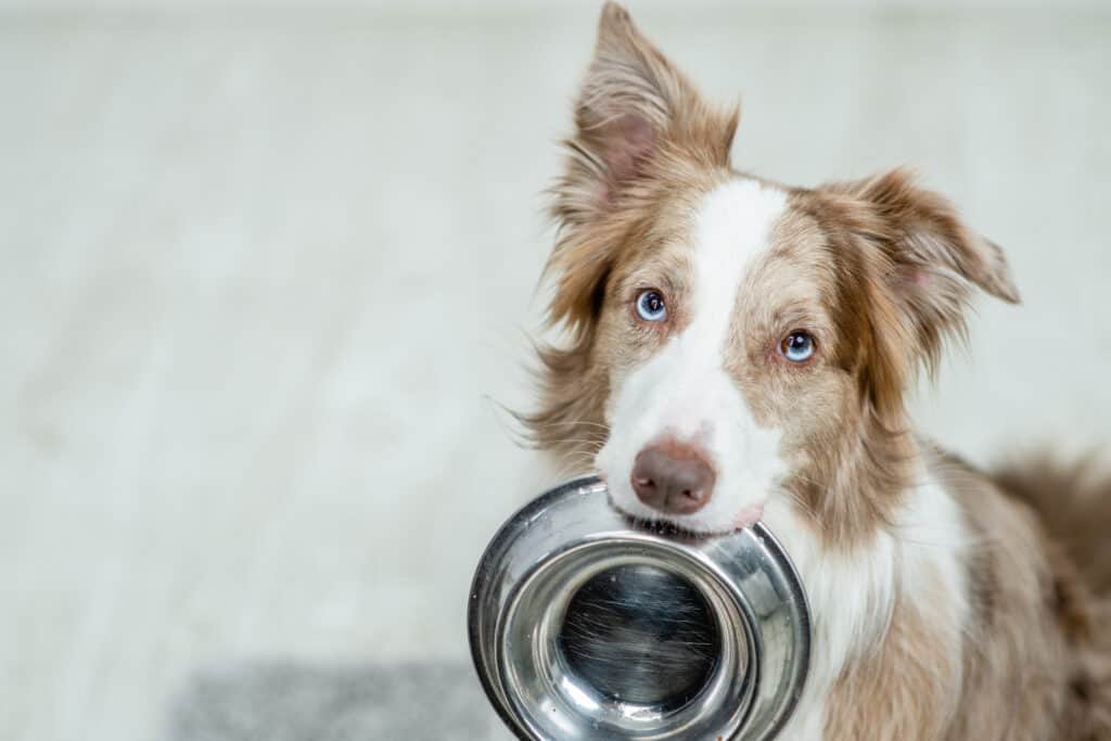 Cibo per cani professionale Victor