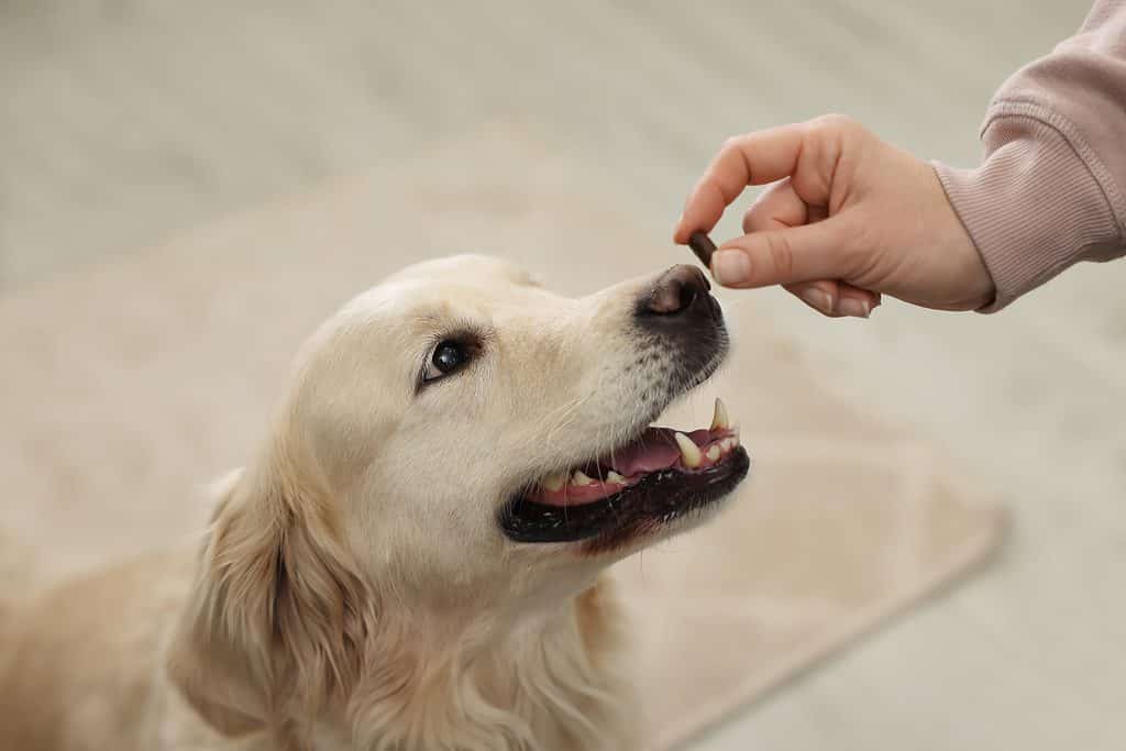La melatonina può aiutare come sedativo per i cani
