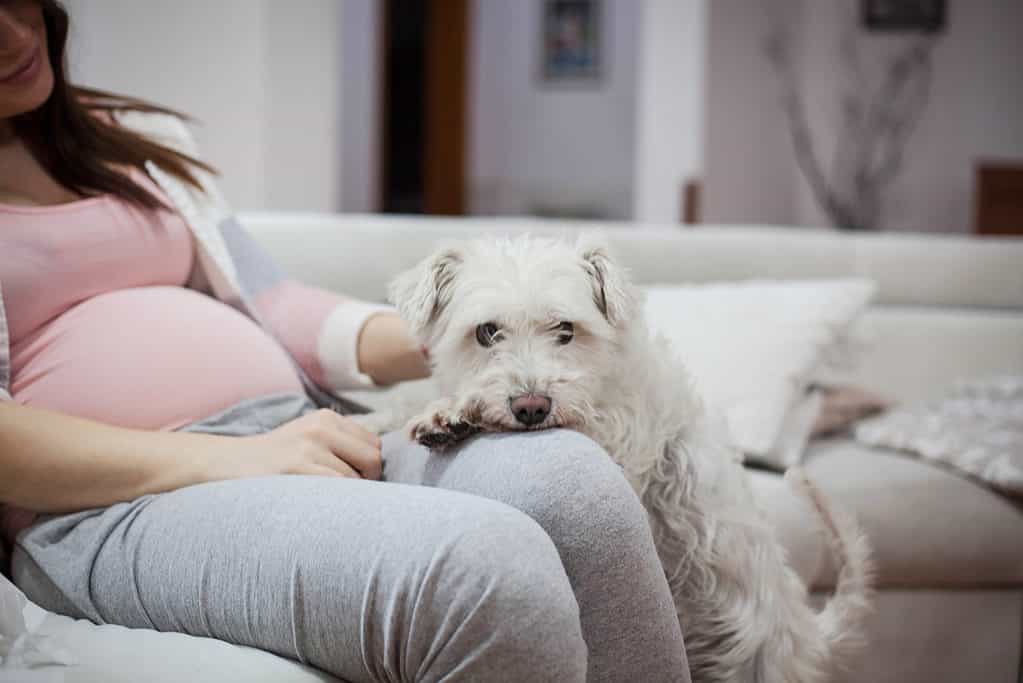 Cane con donna incinta