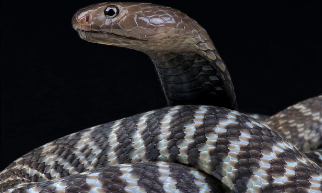 Un serpente sputa zebra con la testa sollevata