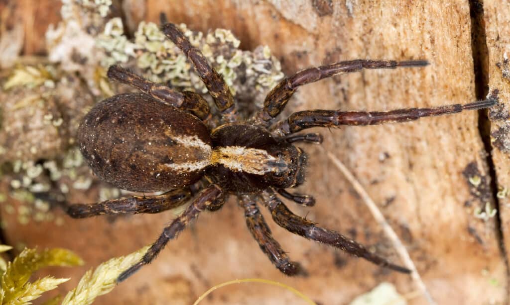 Ragno Lupo, Animale, Caccia Animali, Aracnide, Aracnofobia