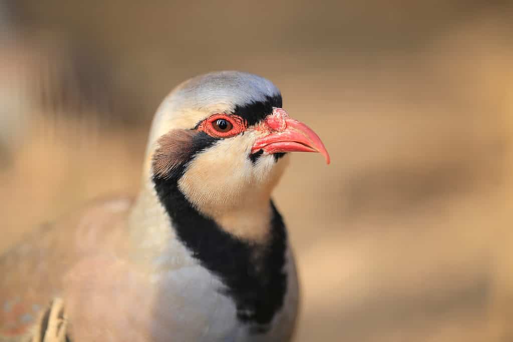 Chukar