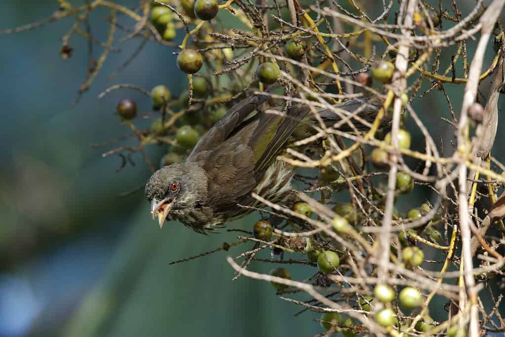 L'uccello palmchat