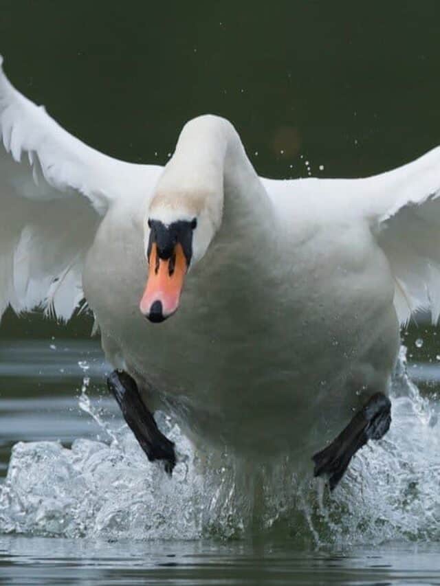 Gli uccelli più pericolosi