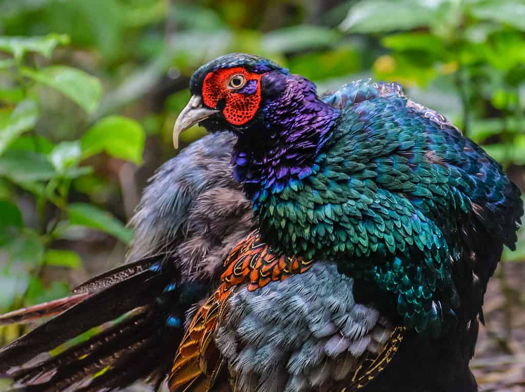 Primo piano del fagiano verde - uccello nazionale del Giappone