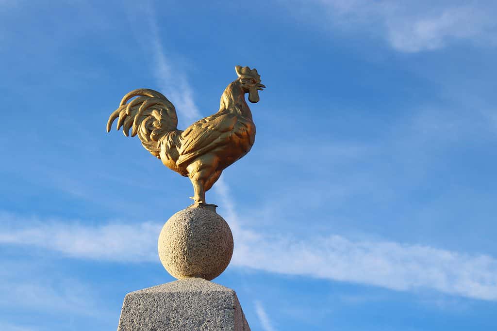 Gallo gallico