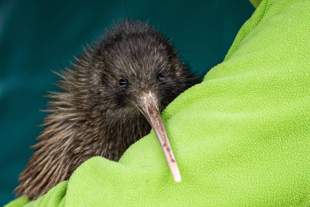 Kiwi Okarito Brown (Apteryx Rowi) Kiwi Rowi