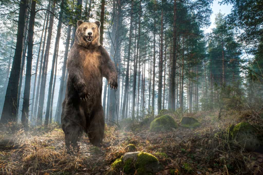 Un orso grizzly in piedi alto sulle zampe posteriori su uno sfondo di alberi.