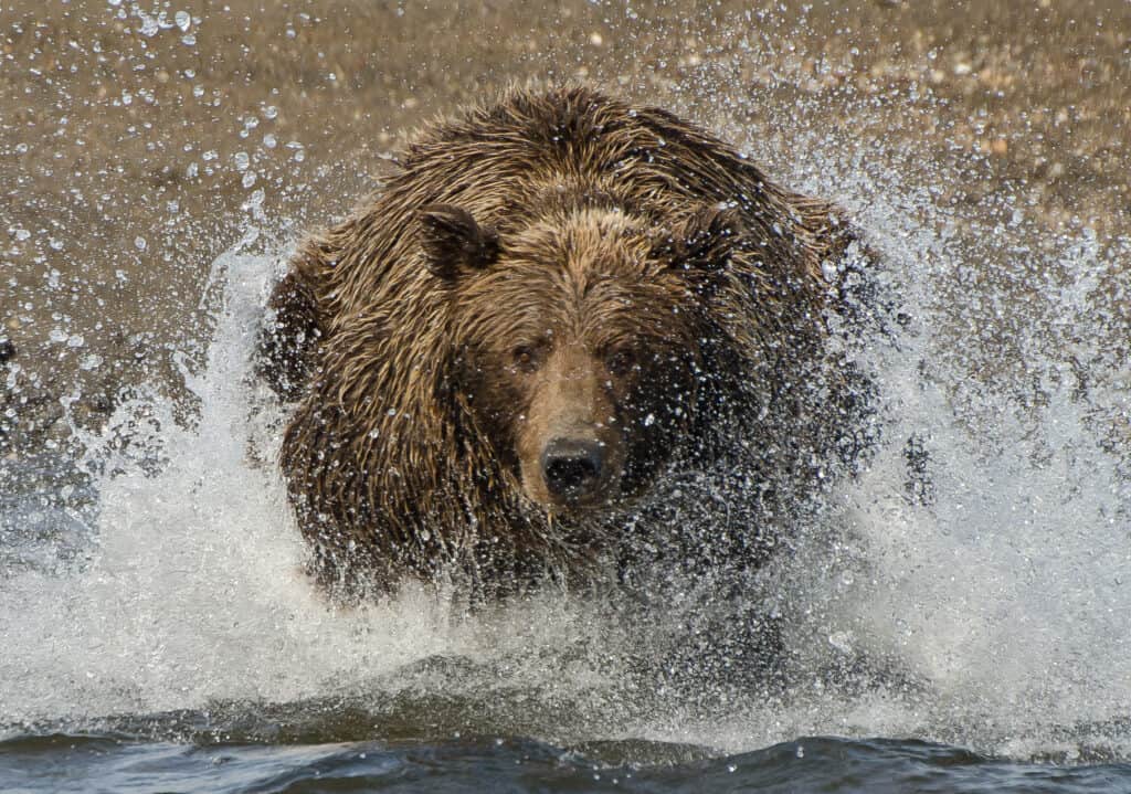 Orso bruno in acqua