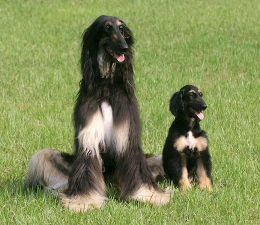 Snuppy il primo clone di cane
