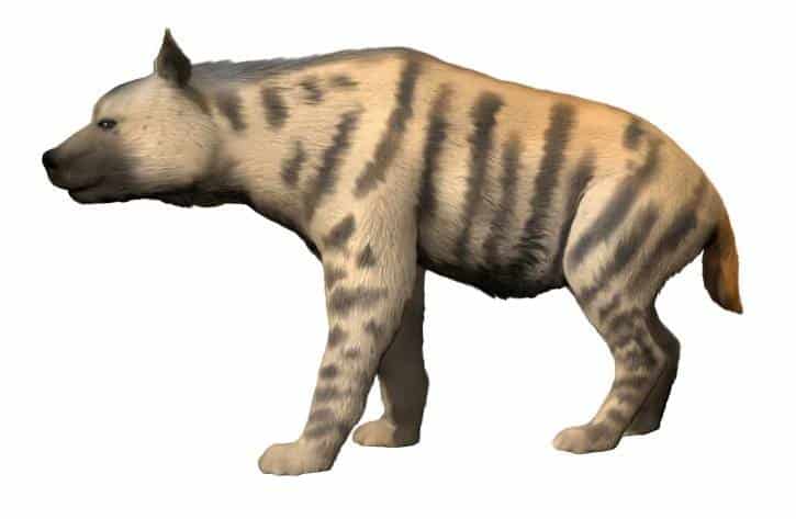 Pachicrocuta NT