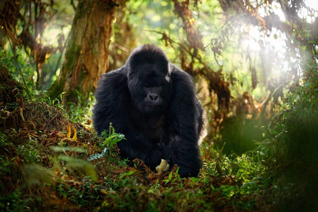 Gorilla di montagna