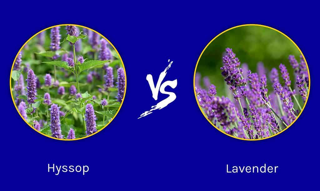 Issopo contro lavanda