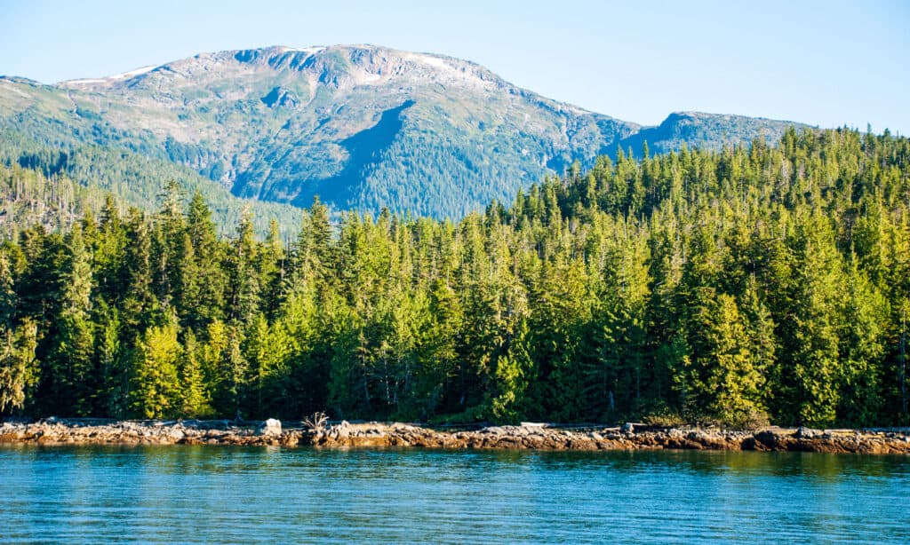 La foresta più grande dell'Alaska