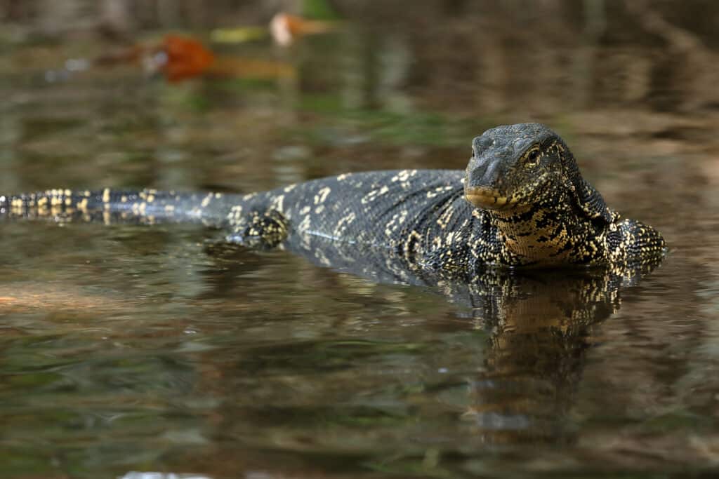 Monitoraggio dell'acqua asiatico in acqua