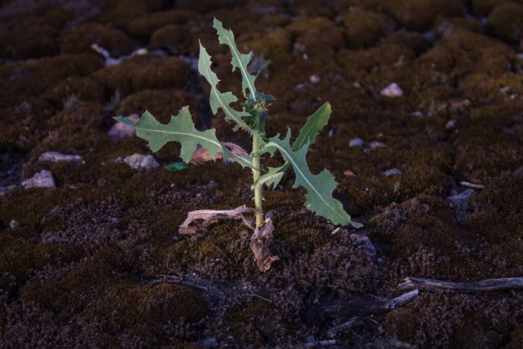 lattuga selvatica - alias lactuca