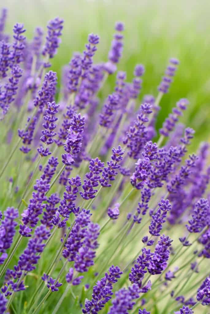 fiori di lavanda in piena fioritura