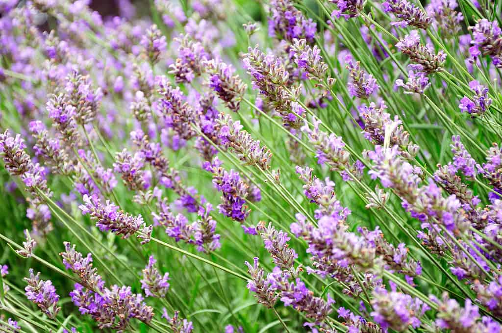 Lavandula x intermedia fiori (Lavandula hybrida)