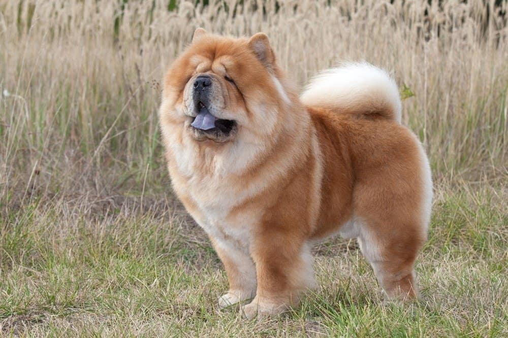 Cane di razza Chow Chow in piedi nel campo