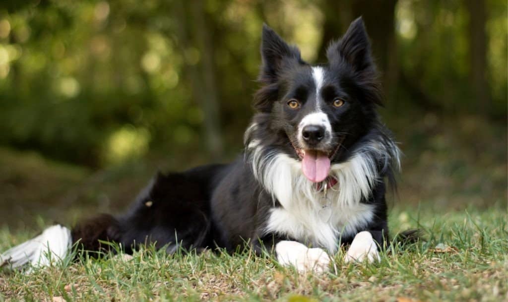 Un Border Collie che paga nell'erba con la lingua fuori.