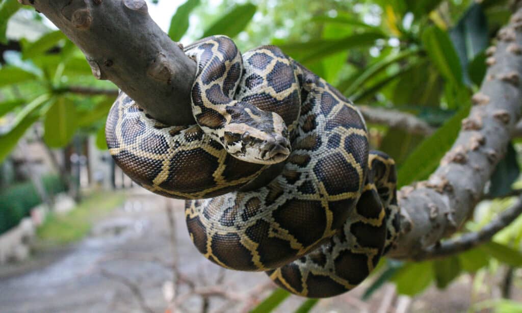 Pitone birmano, boa constrictor, serpente, aggressione, marrone