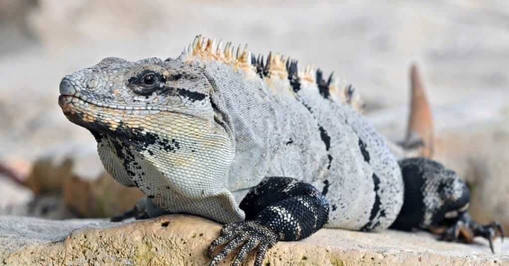 Iguane più grandi - Iguana dalla coda spinosa messicana 