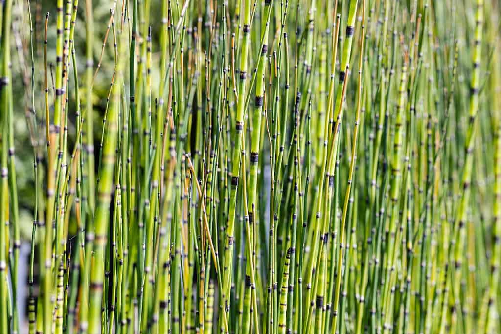 I gambi dell'Equisetum hyemale, (comunemente noto come equiseto ruvido, giunco, equiseto o erba serpente. Questa cultivar è l'Equisetum hyemale 