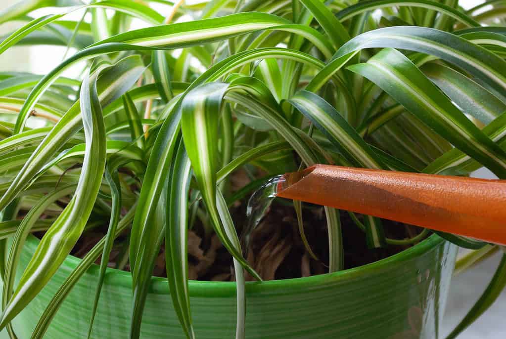 Una pianta ragno in vaso viene innaffiata con un beccuccio arancione