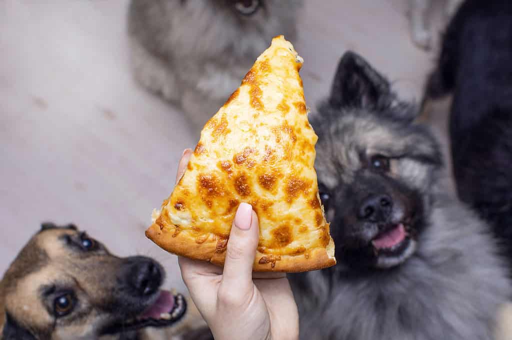 Molti cibi cucinati con salse possono essere malsani per i cani