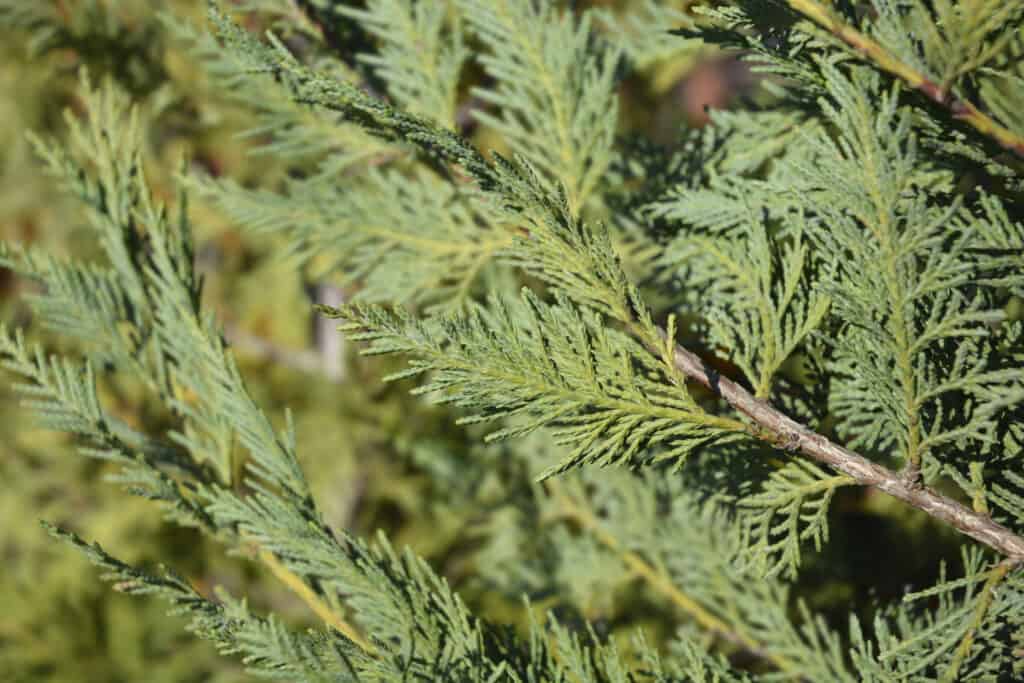 Ramo di cipresso di Leyland (Cuprocyparis leylandii)