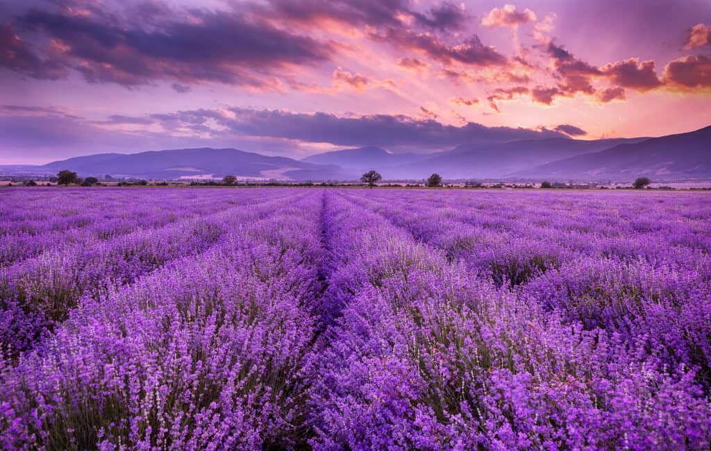 campo di lavanda in piena fioritura al tramonto