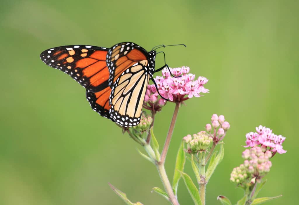 Una farfalla monarca appollaiata sul grappolo di fiori di Joe Pye weed.  Il grappolo di fiori è rosa chiaro, aypo uno stelo da verde chiaro a rosato con foglie a forma di lancia da verde lime a giallo su uno sfondo verde fuori fuoco.